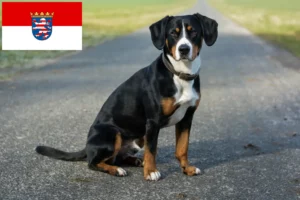 Lee más sobre el artículo Criador de Perros de Montaña Entlebucher y Cachorros en Hessen