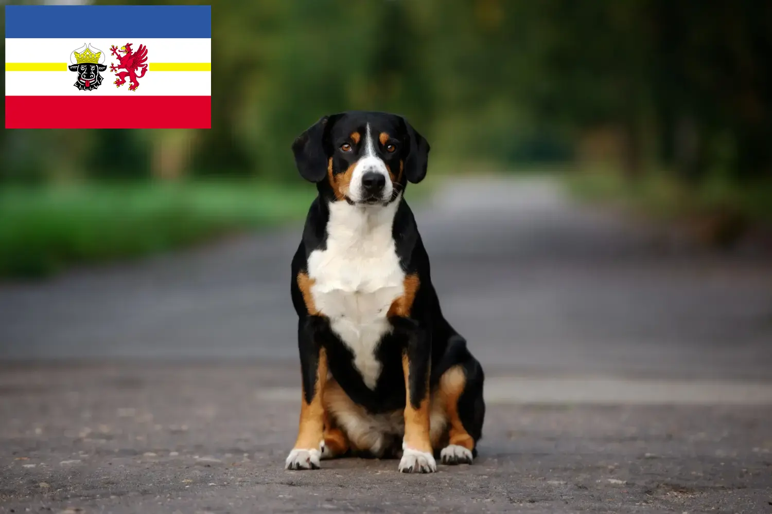 Lee más sobre el artículo Criador de Perros de Montaña Entlebucher y Cachorros en Mecklemburgo-Pomerania Occidental