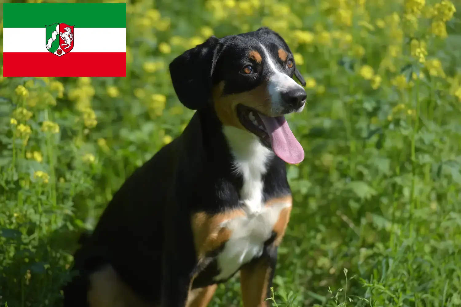 Lee más sobre el artículo Criador de Perros de Montaña Entlebucher y Cachorros en Renania del Norte-Westfalia