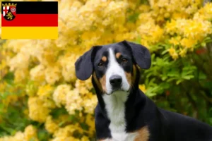 Lee más sobre el artículo Criador de Perros de Montaña Entlebucher y Cachorros en Renania-Palatinado