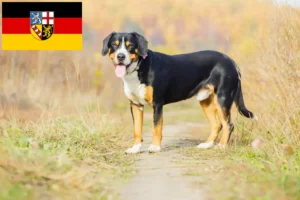 Lee más sobre el artículo Criador de Perros de Montaña de Entlebuch y Cachorros en Sarre