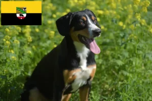 Lee más sobre el artículo Criador de Perros de Montaña Entlebucher y Cachorros en Sajonia-Anhalt