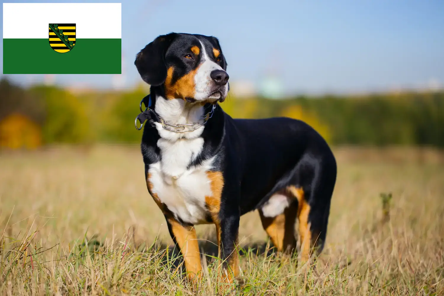 Lee más sobre el artículo Criador de Perros de Montaña Entlebucher y Cachorros en Sajonia