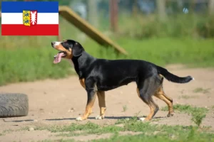 Lee más sobre el artículo Criador de Perros de Montaña Entlebucher y Cachorros en Schleswig-Holstein