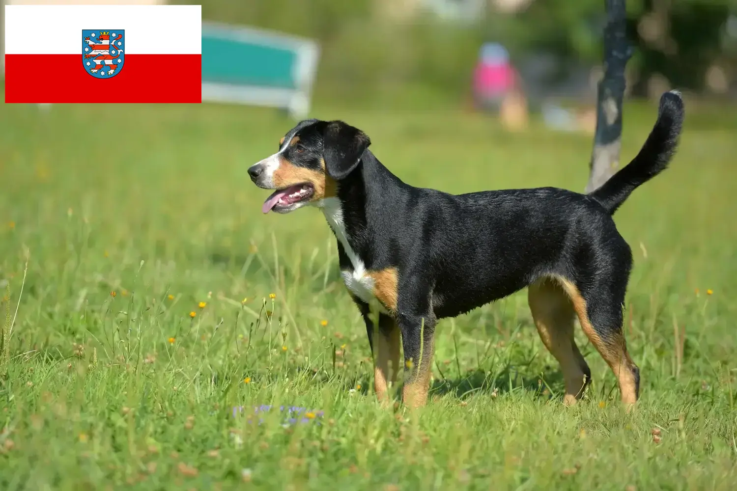 Lee más sobre el artículo Criador de Perros de Montaña Entlebucher y Cachorros en Turingia