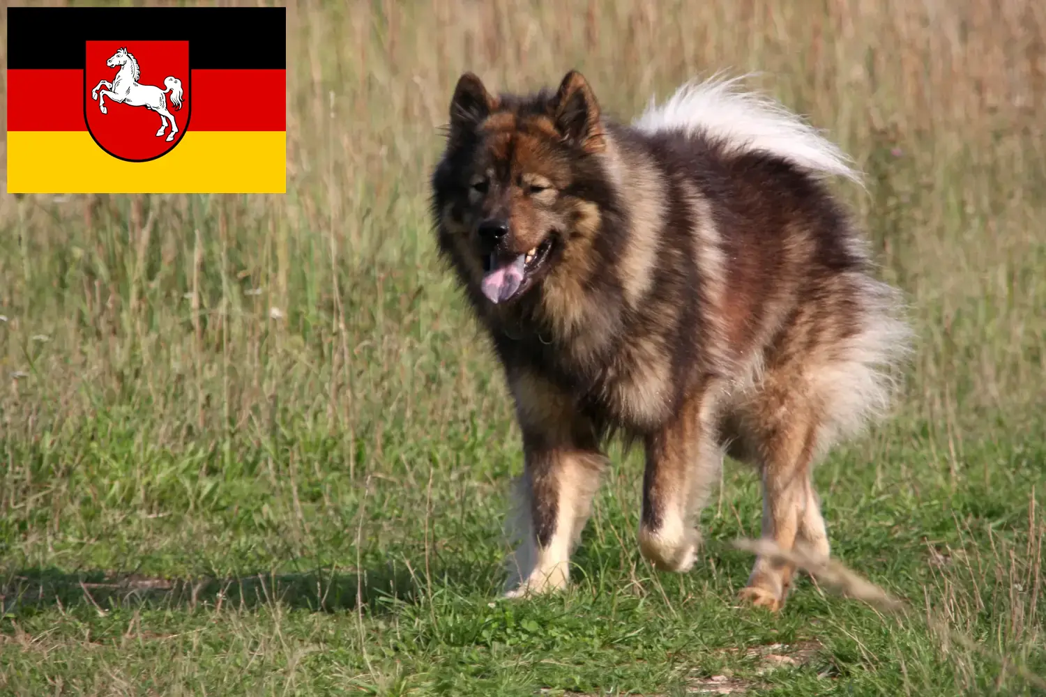 Lee más sobre el artículo Criadores de Eurasier y cachorros en Baja Sajonia