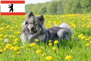 Lee más sobre el artículo Eurasier criador y cachorros en Berlín