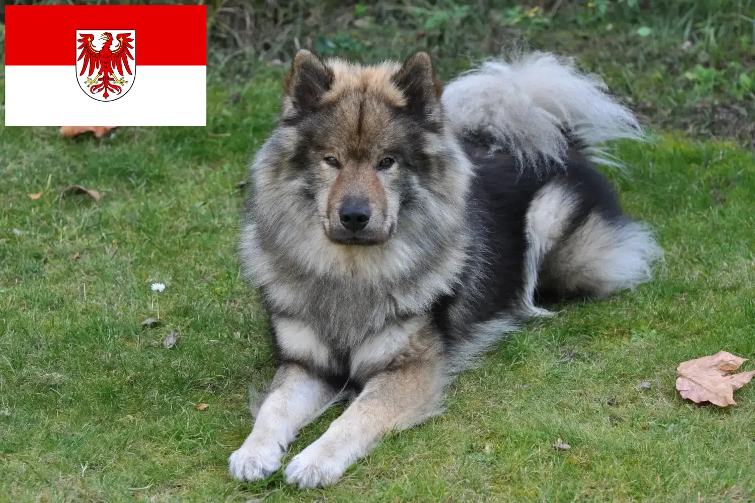 Lee más sobre el artículo Criadores de Eurasier y cachorros en Brandenburgo