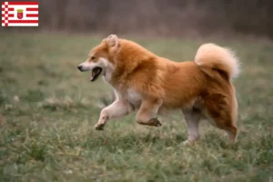 Lee más sobre el artículo Eurasier criador y cachorros en Bremen