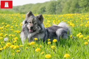 Lee más sobre el artículo Eurasier criador y cachorros en Hamburgo