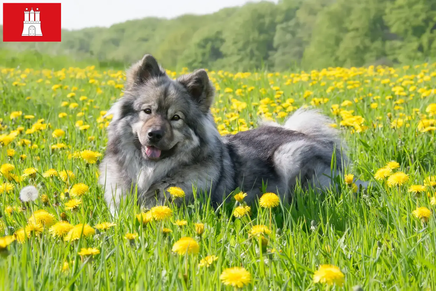 Lee más sobre el artículo Eurasier criador y cachorros en Hamburgo