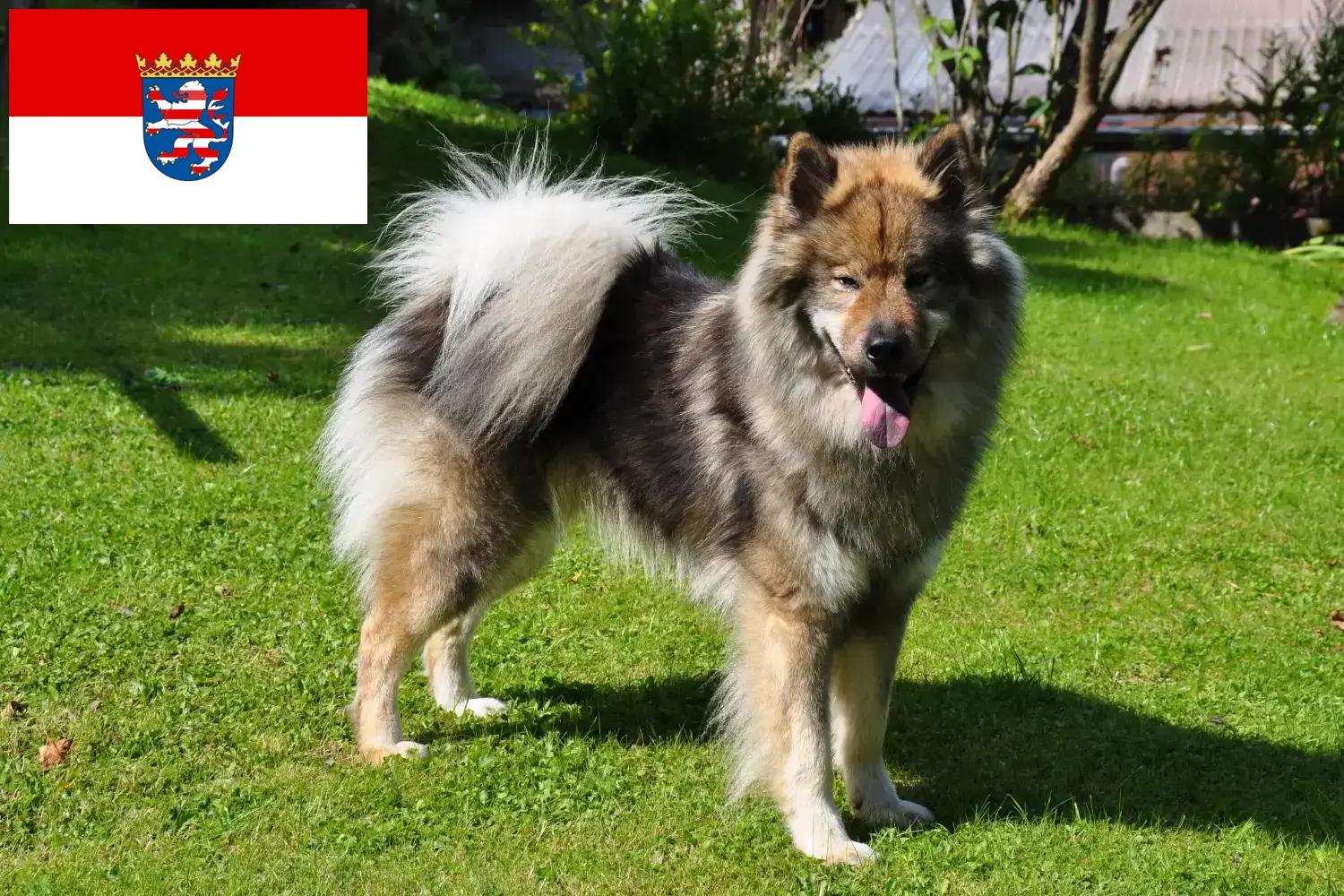 Lee más sobre el artículo Criadores de Eurasier y cachorros en Hessen