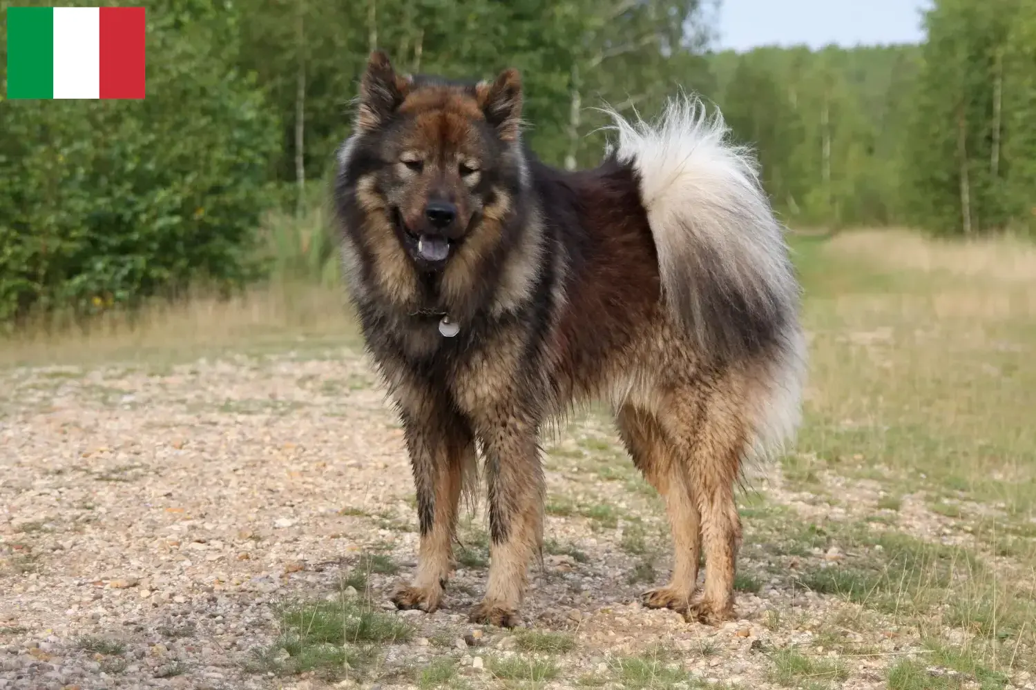 Lee más sobre el artículo Eurasier criadores y cachorros en Italia