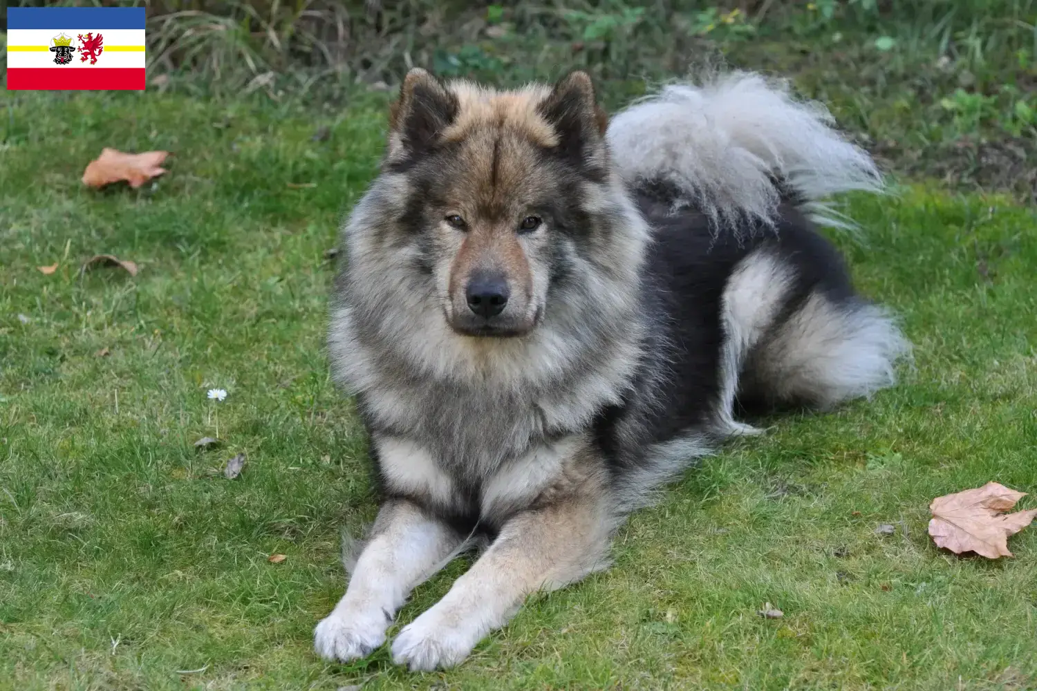 Lee más sobre el artículo Criadores de Eurasier y cachorros en Mecklemburgo-Pomerania Occidental