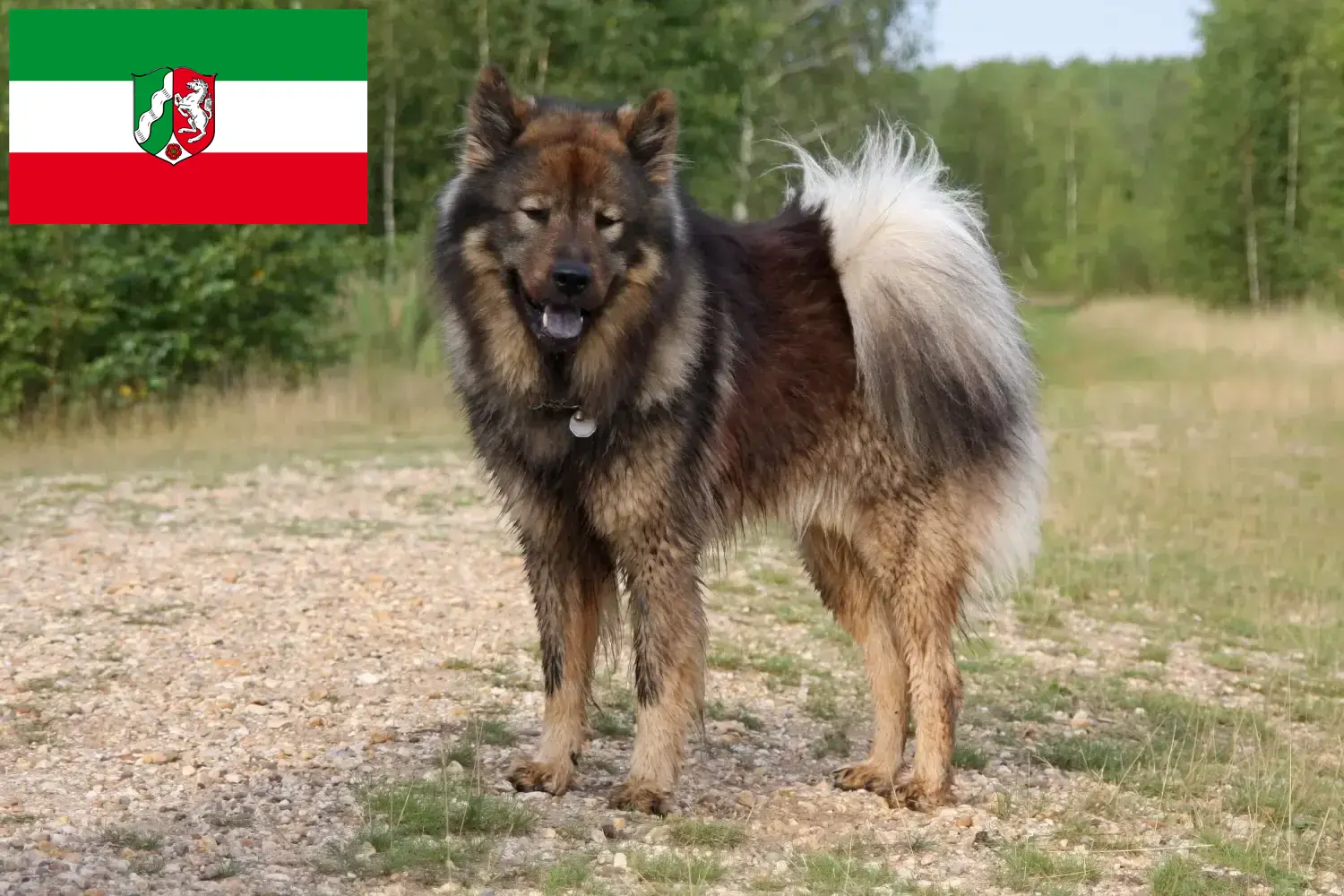 Lee más sobre el artículo Criadores de Eurasier y cachorros en Renania del Norte-Westfalia