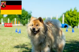 Lee más sobre el artículo Criadores de Eurasier y cachorros en Renania-Palatinado