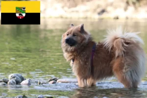 Lee más sobre el artículo Criadores de Eurasier y cachorros en Sajonia-Anhalt