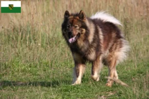 Lee más sobre el artículo Criadores de Eurasier y cachorros en Sajonia