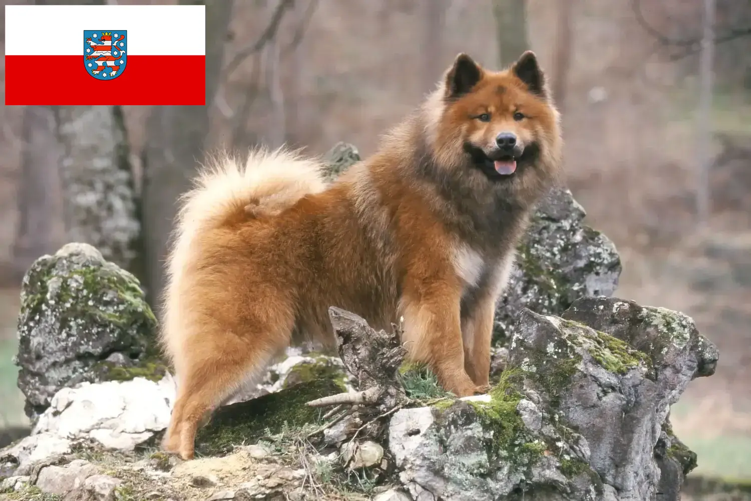 Lee más sobre el artículo Criadores de Eurasier y cachorros en Turingia