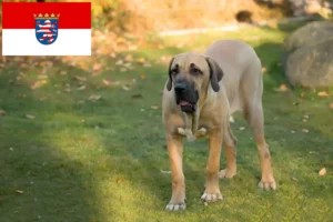 Lee más sobre el artículo Criadores de Fila Brasileiro y cachorros en Hessen