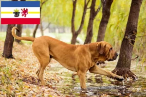 Lee más sobre el artículo Criadores de Fila Brasileiro y cachorros en Mecklenburg-Vorpommern