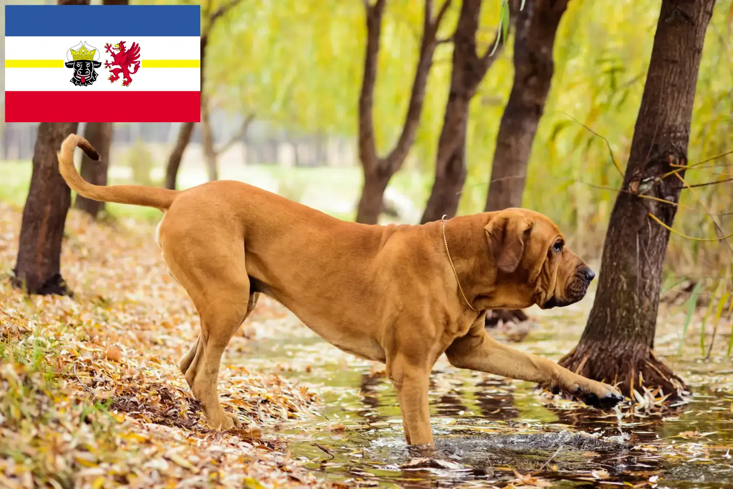 Lee más sobre el artículo Criadores de Fila Brasileiro y cachorros en Mecklenburg-Vorpommern