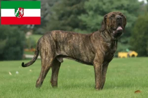 Lee más sobre el artículo Criadores de Fila Brasileiro y cachorros en Renania del Norte-Westfalia