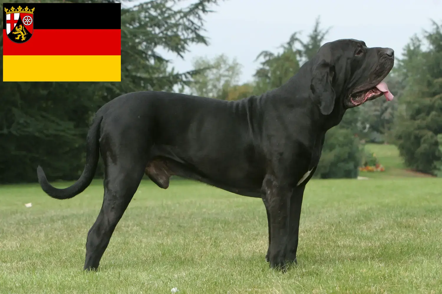 Lee más sobre el artículo Criadores de Fila Brasileiro y cachorros en Renania-Palatinado