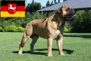 Lee más sobre el artículo Criadores de Bullmastiff y cachorros en Baja Sajonia