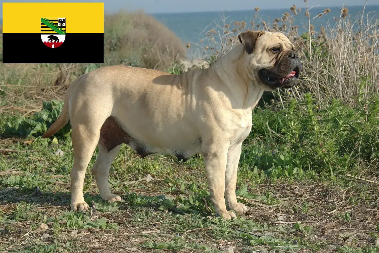 Lee más sobre el artículo Criadores de Bullmastiff y cachorros en Sajonia-Anhalt