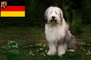 Lee más sobre el artículo Criadores de Bobtail y cachorros en Renania-Palatinado