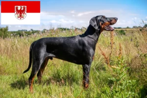 Lee más sobre el artículo Criadores de Dobermann y cachorros en Brandenburgo