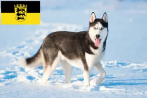 Lee más sobre el artículo Criadores de huskys y cachorros en Baden-Wurtemberg