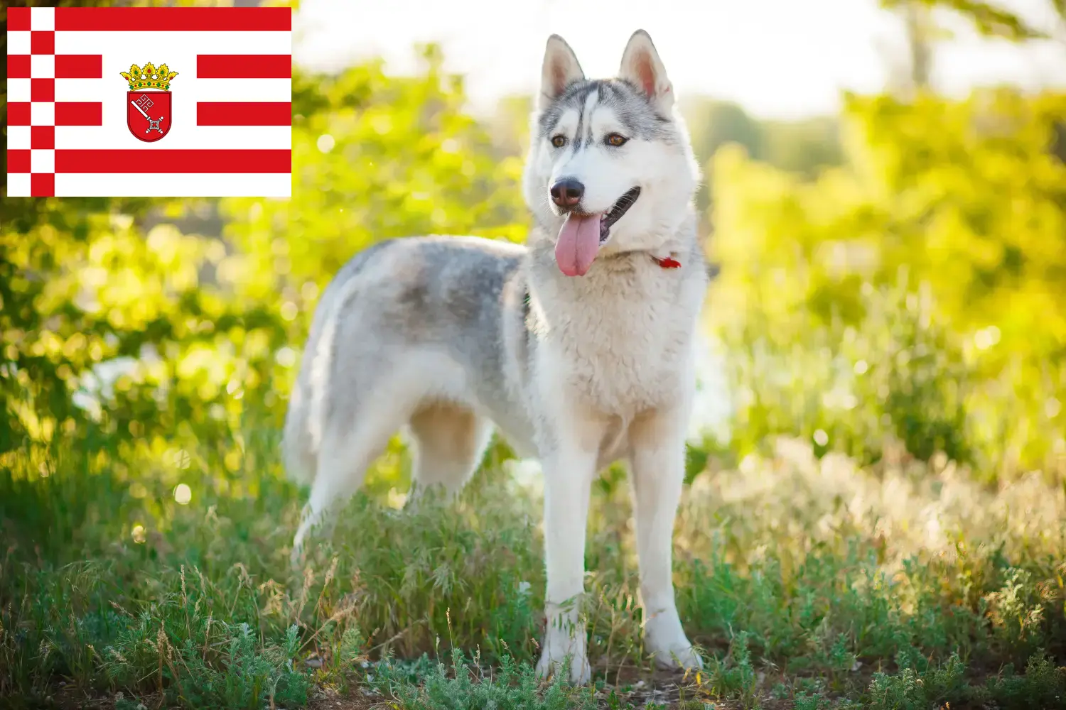 Lee más sobre el artículo Criadores de huskys y cachorros en Bremen