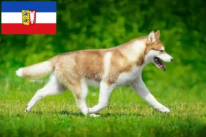 Lee más sobre el artículo Criadores de huskys y cachorros en Schleswig-Holstein