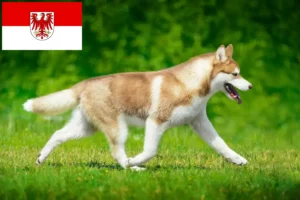 Lee más sobre el artículo Criadores de huskys y cachorros en Brandenburgo