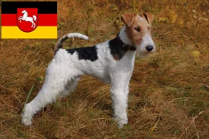 Lee más sobre el artículo Criadores de Fox Terrier y cachorros en Baja Sajonia