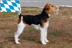 Lee más sobre el artículo Criadores y cachorros de Fox Terrier en Baviera