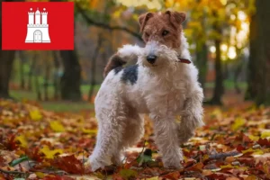 Lee más sobre el artículo Criadores de Fox Terrier y cachorros en Hamburgo