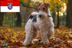 Lee más sobre el artículo Criadores de Fox Terrier y cachorros en Hessen