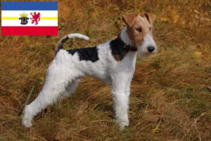 Lee más sobre el artículo Criadores de Fox Terrier y cachorros en Mecklemburgo-Pomerania Occidental