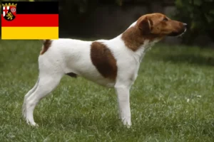 Lee más sobre el artículo Criadores de Fox Terrier y cachorros en Renania-Palatinado