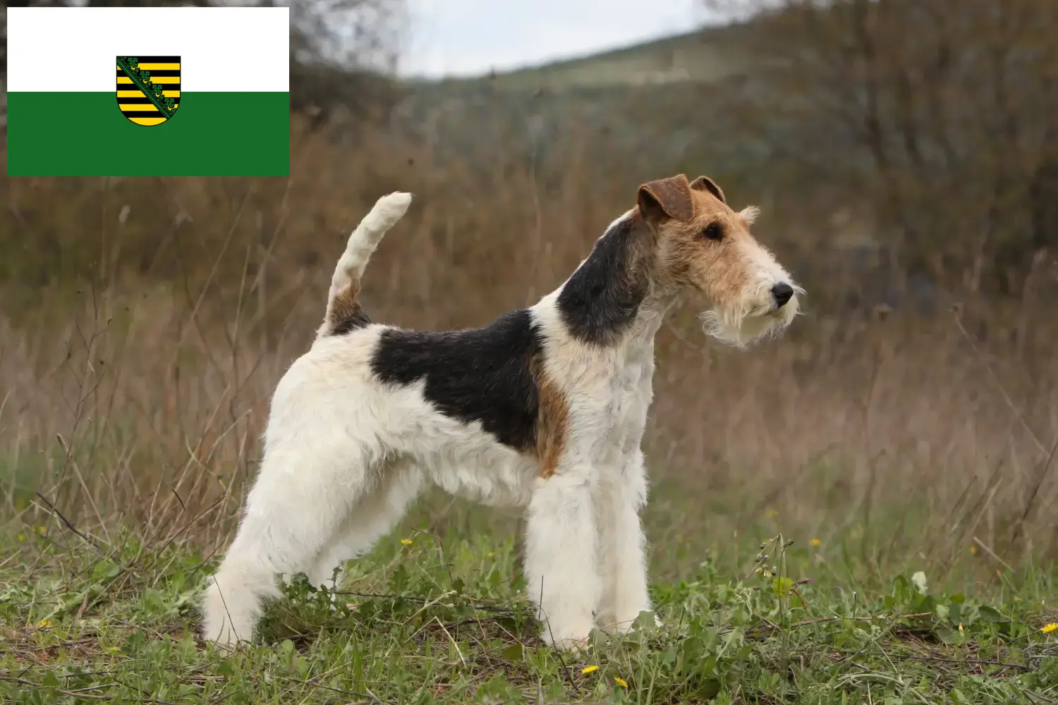 Lee más sobre el artículo Criadores y cachorros de Fox Terrier en Sajonia