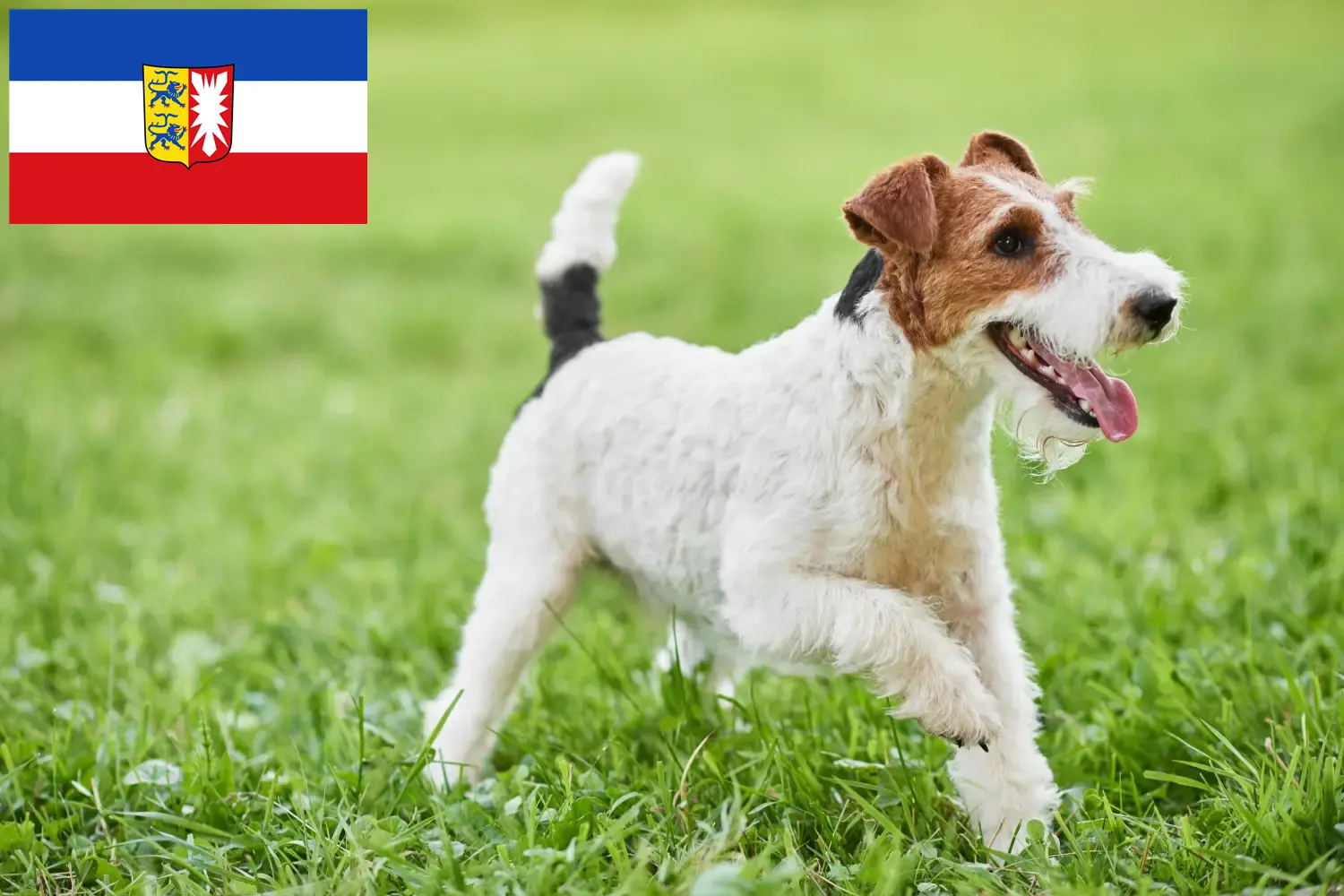 Lee más sobre el artículo Criadores de Fox Terrier y cachorros en Schleswig-Holstein