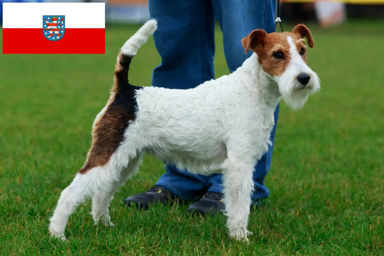 Lee más sobre el artículo Criadores de Fox Terrier y cachorros en Turingia