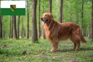 Lee más sobre el artículo Criadores y cachorros de Golden Retriever en Sajonia