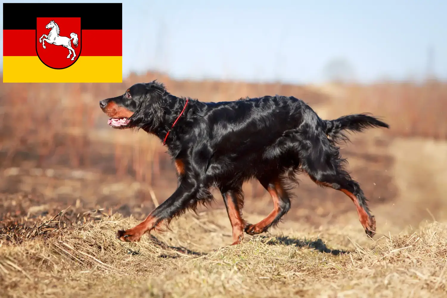 Lee más sobre el artículo Criadores y cachorros de Setter Gordon en Baja Sajonia