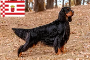 Lee más sobre el artículo Criador de Gordon Setter y cachorros en Bremen