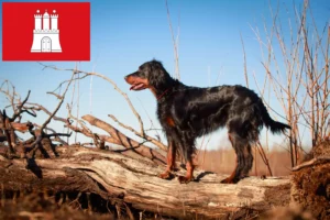 Lee más sobre el artículo Criadores y cachorros de Gordon Setter en Hamburgo