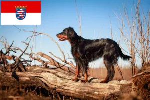 Lee más sobre el artículo Criadores de Gordon Setter y cachorros en Hessen